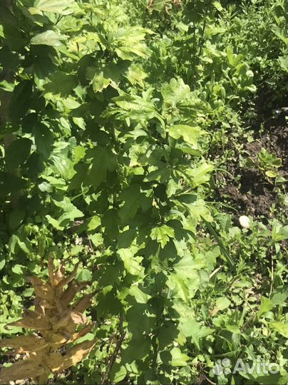 Гибискус древовидный