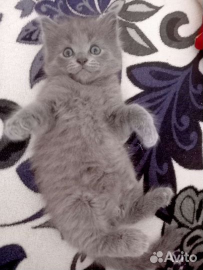 Котик в добрые руки