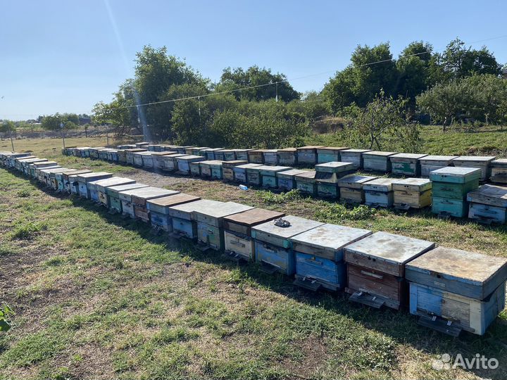 Платформа для пчел