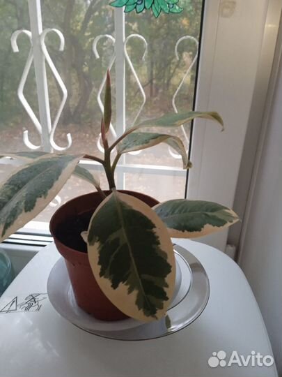 Фикус каучуконосный