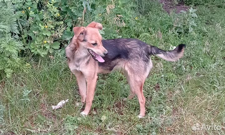 Щенок (самка)