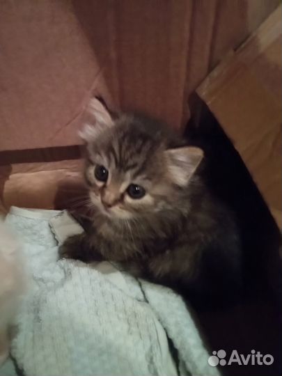 Отдам в добрые руки