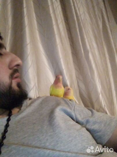 Попугай неразлучники с клеткой