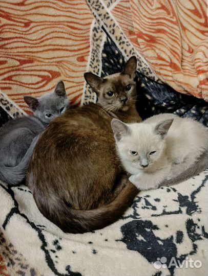 Котенок ласковый девочка