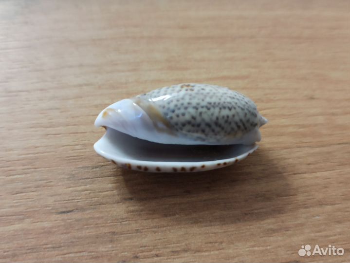 Морская раковина