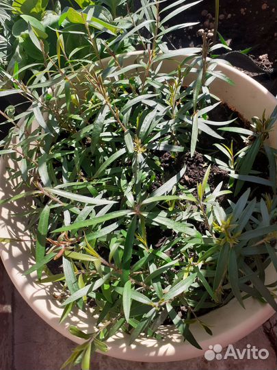 Калистемон