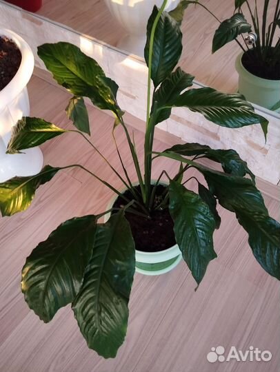 Спатифиллум