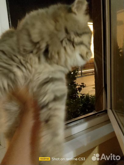 Кошка в дар бесплатно