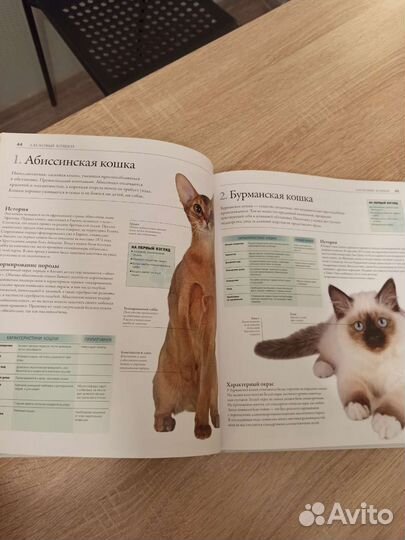 Все породы кошек