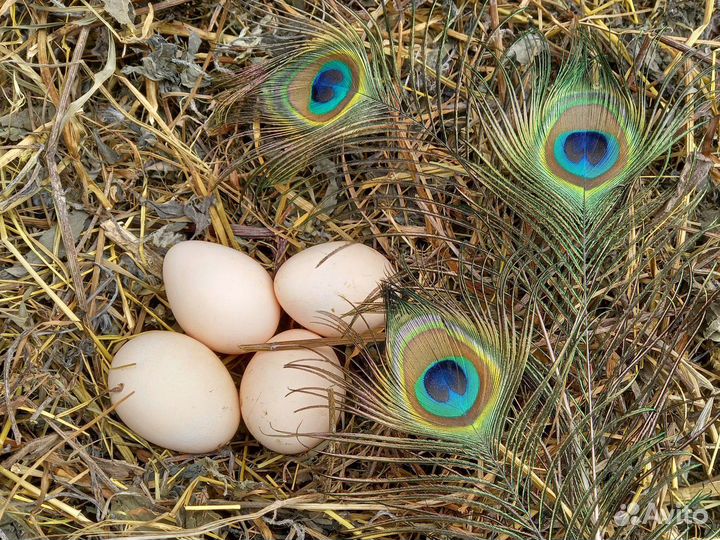 Яйцо индийского павлина