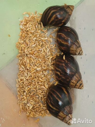 Улитки ахатины бесплатно