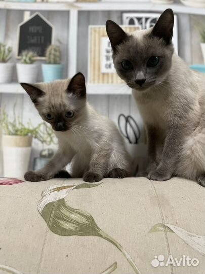 Сиамский котенок девочка