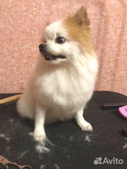 Груминг (стрижка собак)