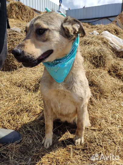 Щенки до года с приюта