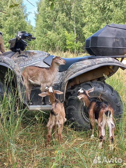 Альпийские козы, козлята