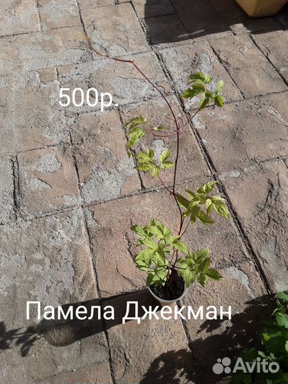 Княжик