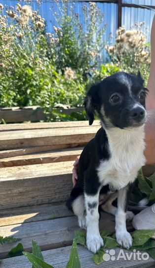 Щенок в добрые руки