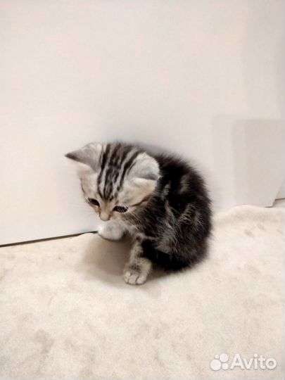 Котята в добрые руки 1 месяц