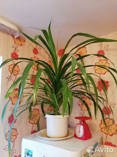 Пальма панданус