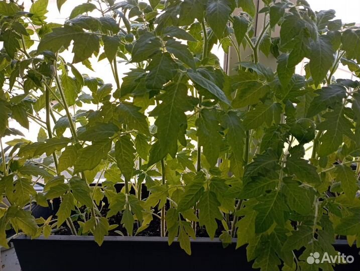 Рассада помидор