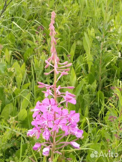 Иван чай ферментированный