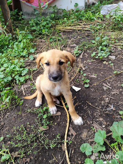 Щенок, девочка