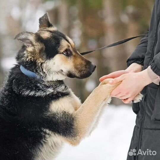 Самый ласковый пёс на свете