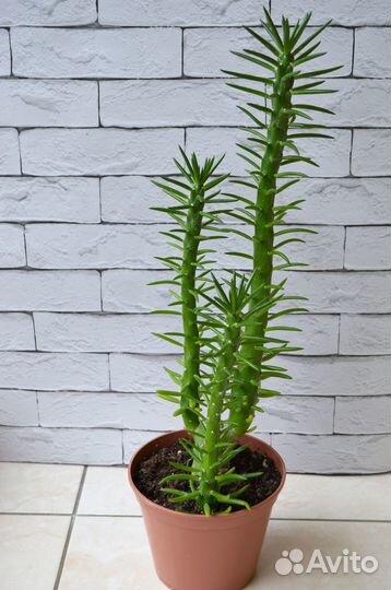 Аустроцилиндропунция