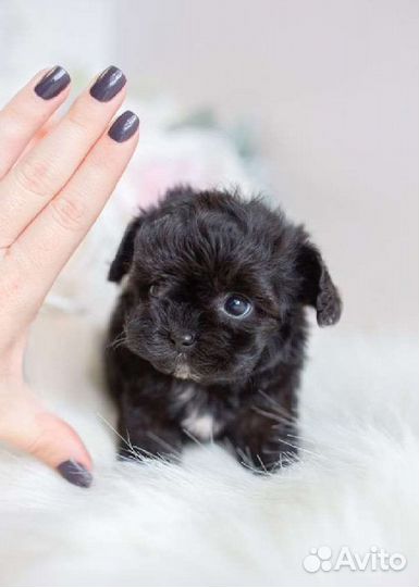 Собачка мальтипу