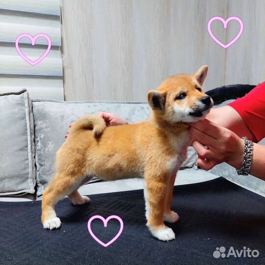 Сиба ину девочка