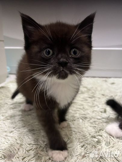 Котята