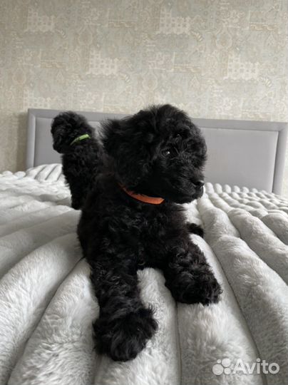 Щенки той пуделя