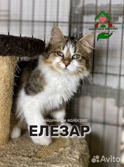 Особенный котенок, для особенного человека