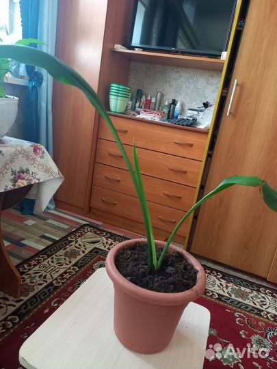 Эухарис амазонская Лилия