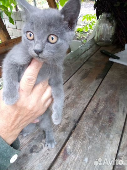 Котята в добрые руки бесплатно девочки
