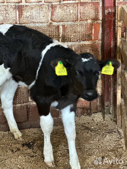 Бычки и телята