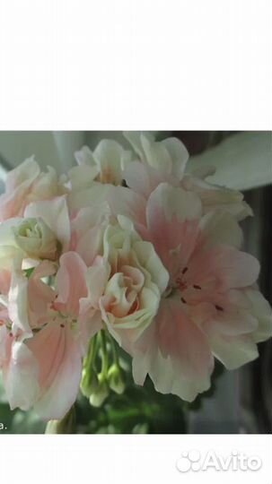 Пеларгония