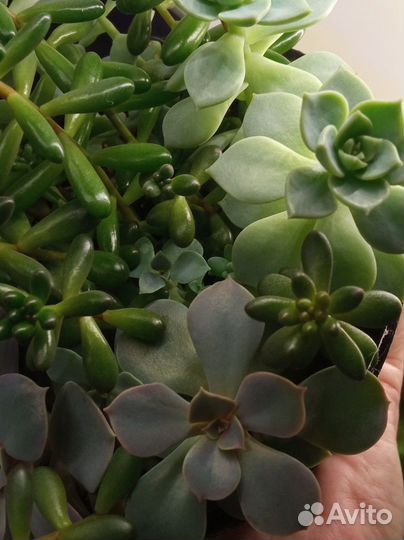 Композиция из суккулентов