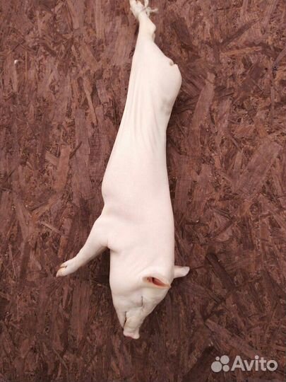 Молочные поросята