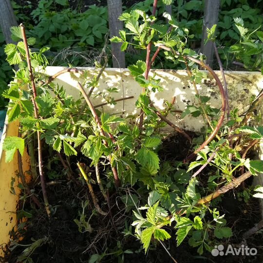 Чёрная малина кумберленд