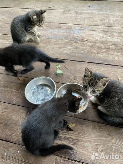 Котята в добрые руки