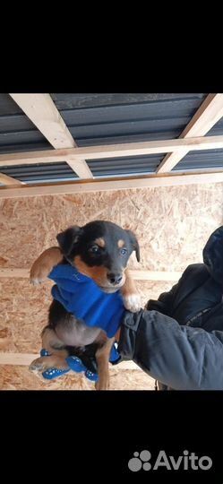 Малышка ищет дом