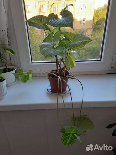 Комнатные цветы