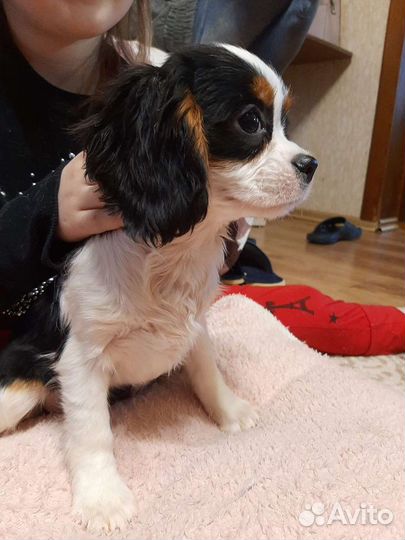 Малыши кавалер кинг чарльз спаниели