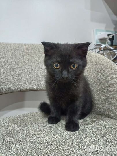 Котята в добрые руки бесплатно