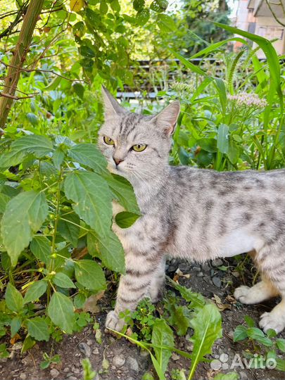 Кошечка в добрые руки
