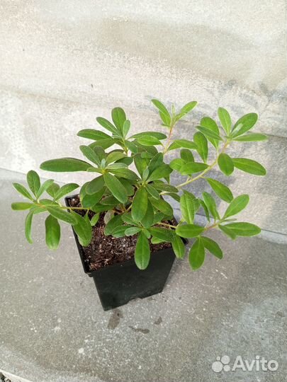 Рододендрон Йедский