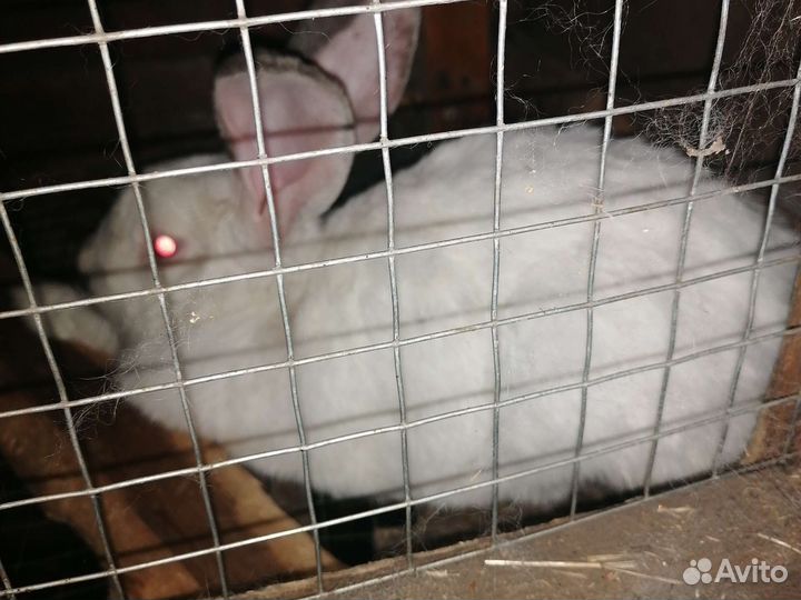 Кролики мясных пород