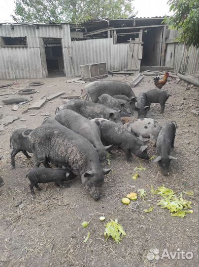 Стадо свиней
