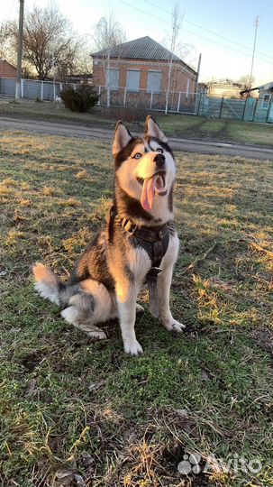 Сибирский хаски вязка